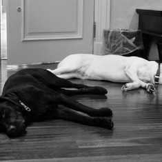 Jenny a Juno - věrní druzi při polední siestě