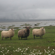 Všudepřítomné islandské ovce