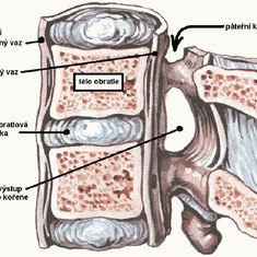 stručná anatomie